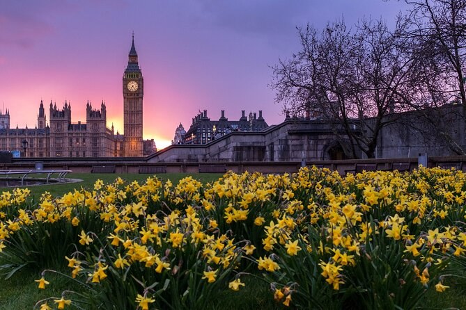 Big Ben and the Houses of Parliament silhouetted against a pink sunset, with daffodils in the foreground